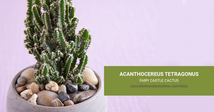 Acanthocereus tetragonus Fairy Castle care and propagation information