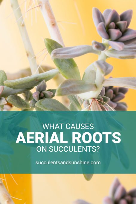 aerial roots purple succulents