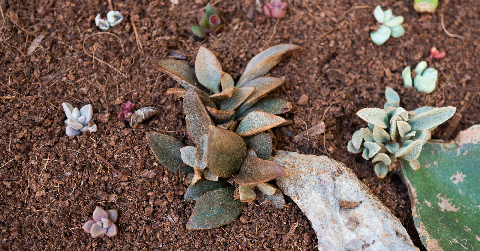 coconut coir succulent leaf propagation