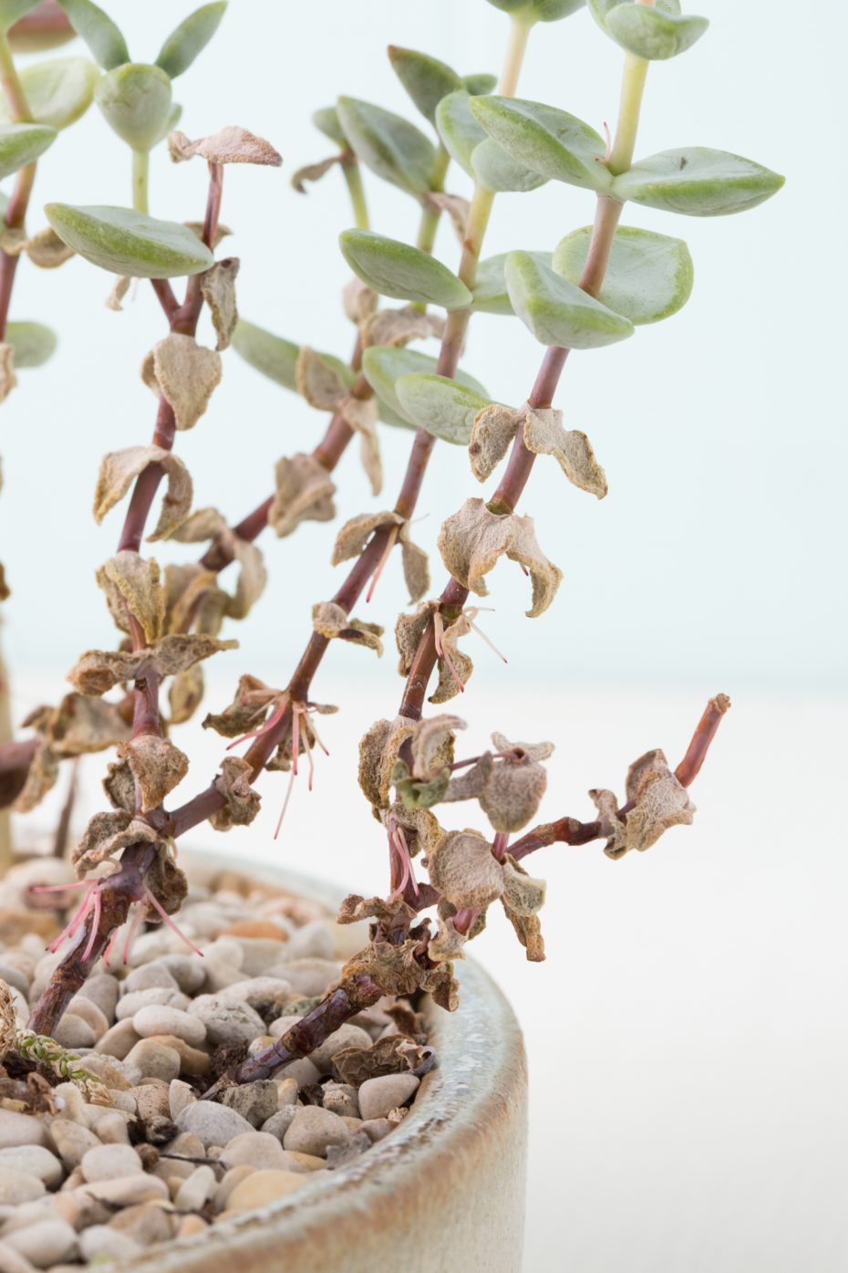 Crassula rupestris dried up leaves air roots