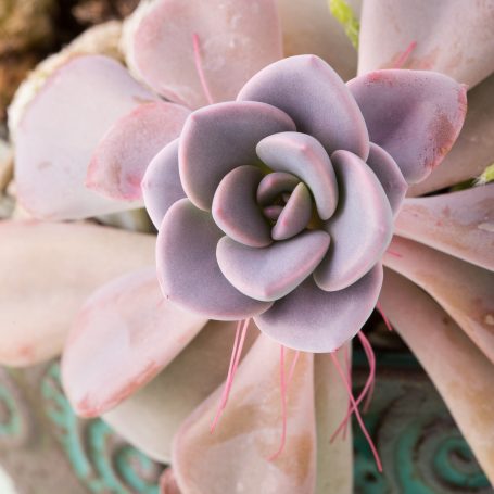 Graptoveria 'Debbie' pink aerial roots