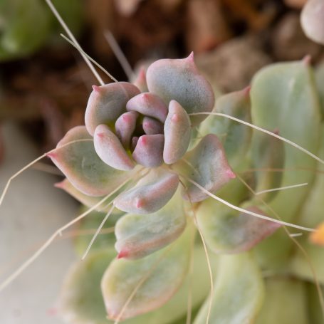 Echeveria prolifica air roots