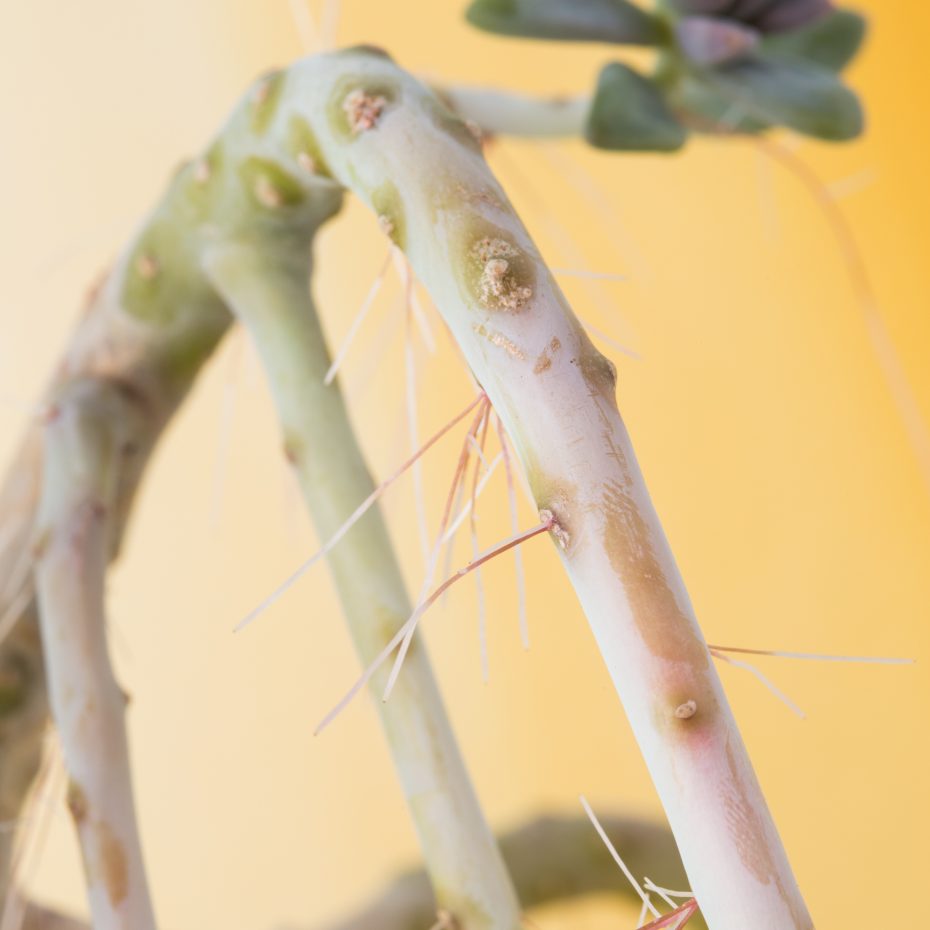 air roots succulent stem