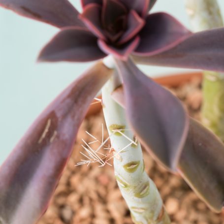 graptoveria fred ives air roots