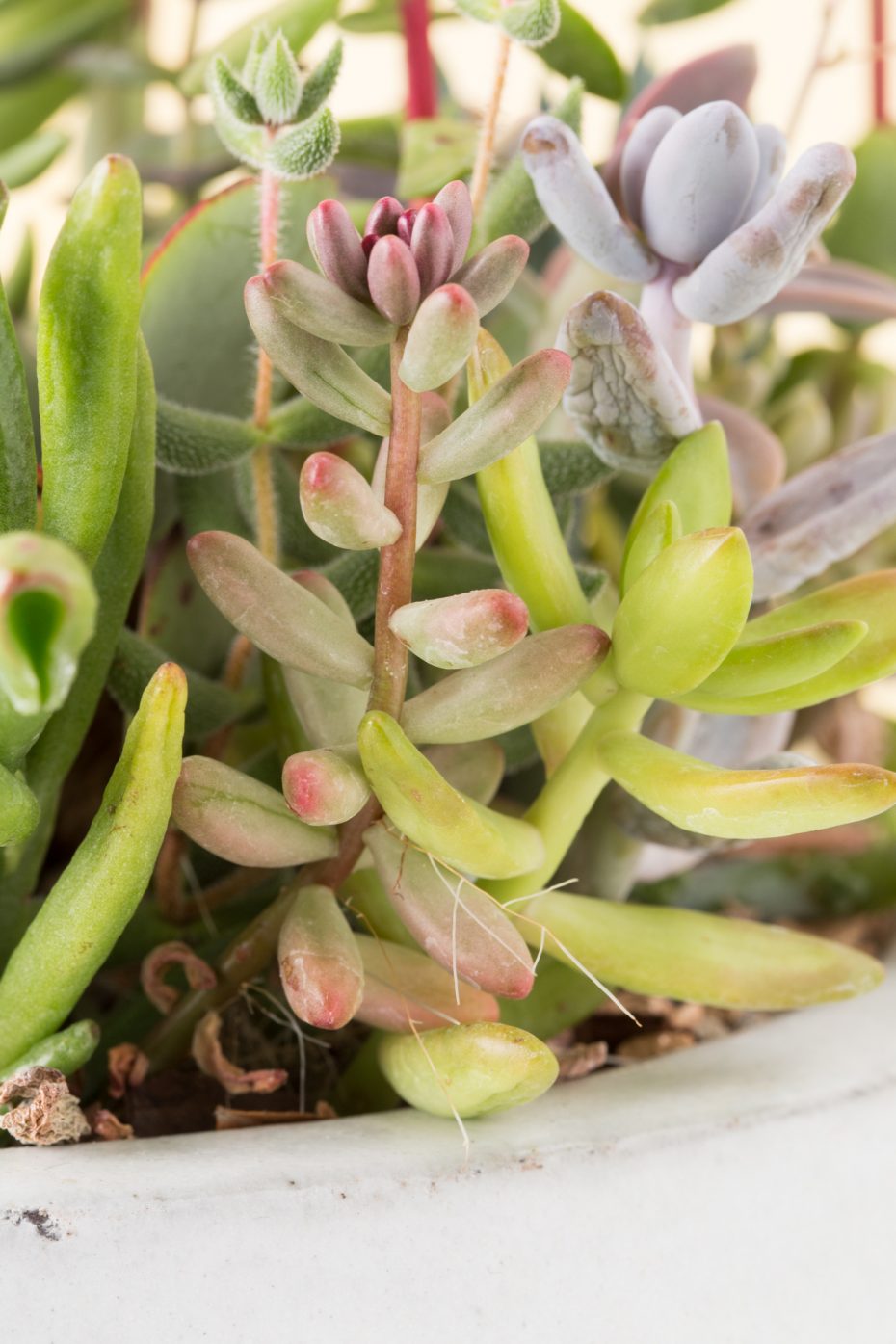 succulents with aerial roots