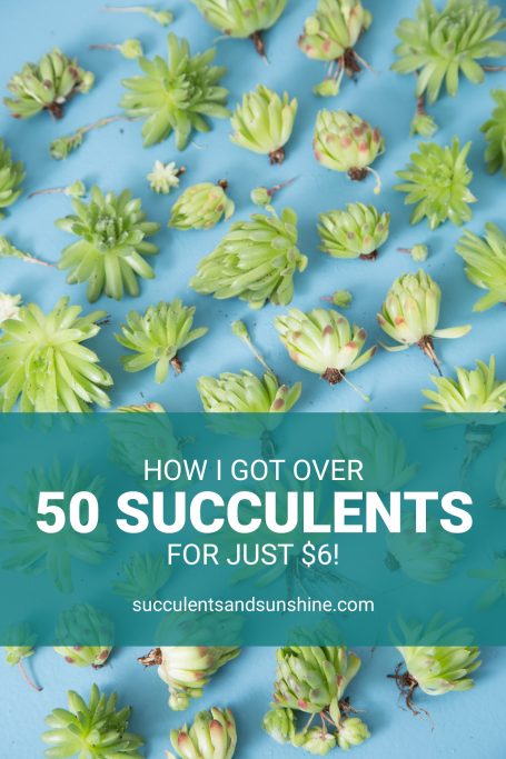 get the best value by getting a lot of succulents in one pot