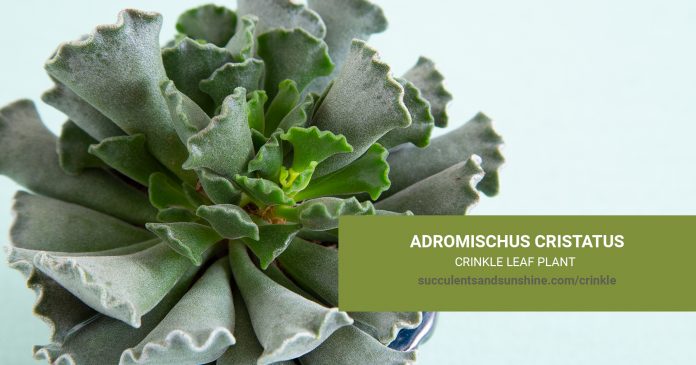 Adromischus cristatus Crinkle-Leaf Plant care and propagation information