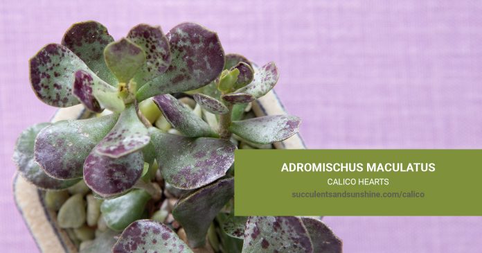 Adromischus maculatus 'Calico Hearts' care and propagation information