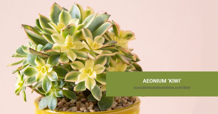 Aeonium 'Kiwi' care and propagation information