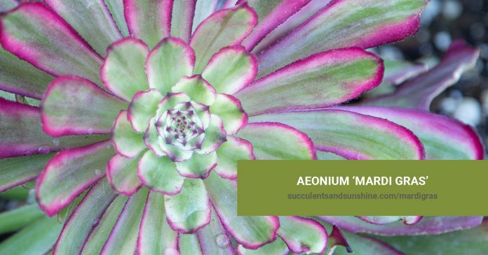 Aeonium 'Mardi Gras' care and propagation information