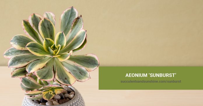 Aeonium 'Sunburst' care and propagation information