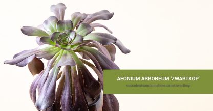 Aeonium arboreum ‘Zwartkop' care and propagation information