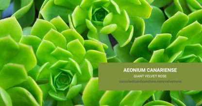 Aeonium canariense 'Giant Velvet Rose' care and propagation information