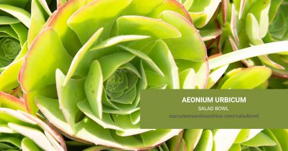 Aeonium urbicum Salad Bowl care and propagation information