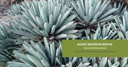 Agave macroacantha Black-spined Agave care and propagation information