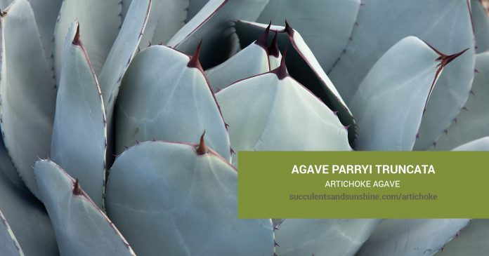 Agave parryi truncata Artichoke Agave care and propagation information