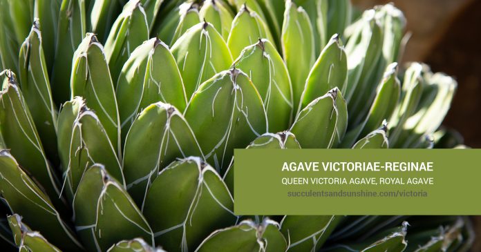 Agave victoriae-reginae Queen Victoriacare and propagation information