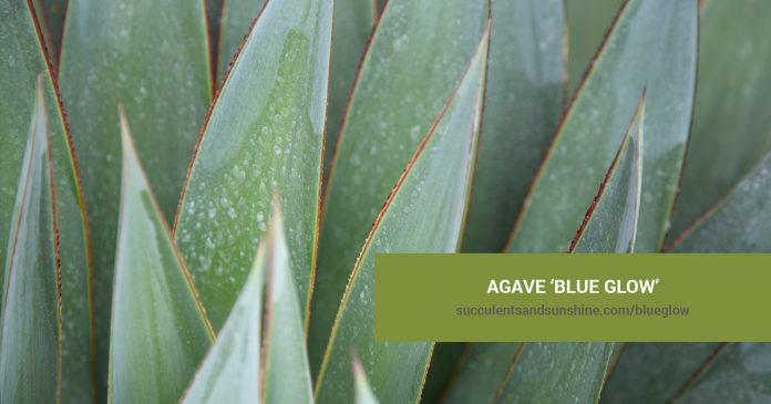 Agave ‘Blue Glow’ care and propagation information