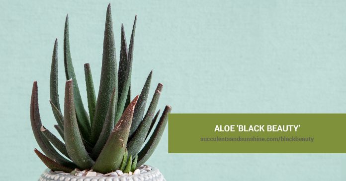 Aloe 'Black Beauty'care and propagation information