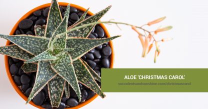 Aloe 'Christmas Carol' care and propagation information