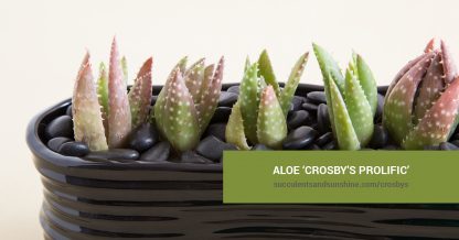 Aloe 'Crosbys Prolific' care and propagation information