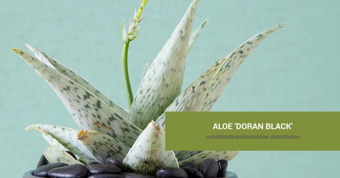 Aloe 'Doran Black' care and propagation information