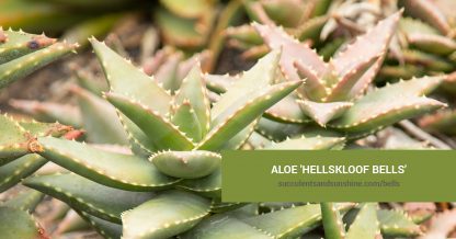 Aloe 'Hellskloof Bells' care and propagation information