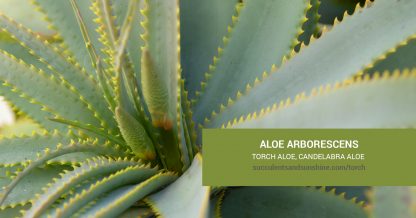 Aloe arborescens Torch Aloe Krantz Aloe Candelabra care and propagation information