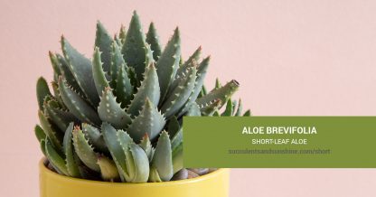 Aloe brevifolia Short-leaf Aloe care and propagation information