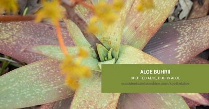 Aloe buhrii Spotted Aloe care and propagation information