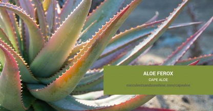 Aloe ferox Cape Aloe care and propagation information