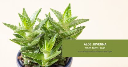 Aloe juvenna Tiger Tooth Aloe care and propagation information