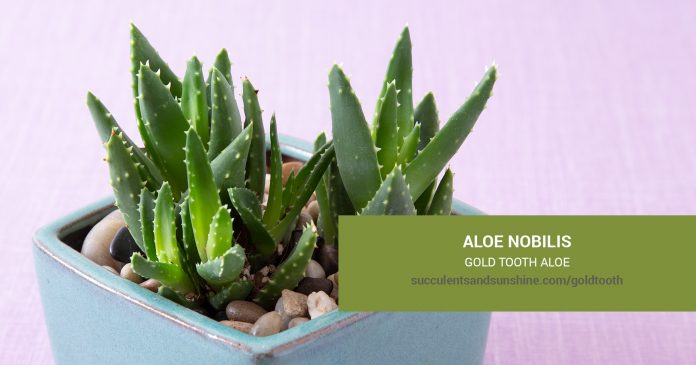 Aloe nobilis Gold Tooth Aloe care and propagation information