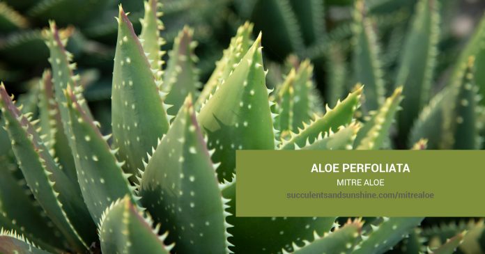 Aloe perfoliata Mitre Aloe care and propagation information