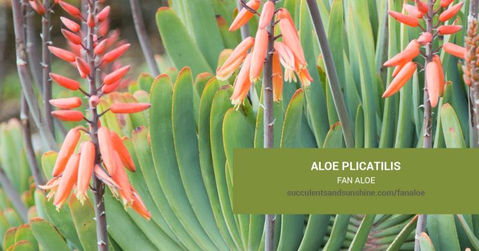 Aloe plicatilis Fan Aloe care and propagation information