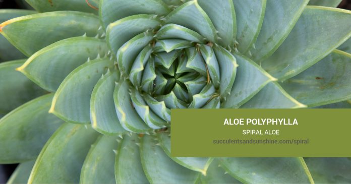 Aloe polyphylla Spiral Aloe care and propagation information