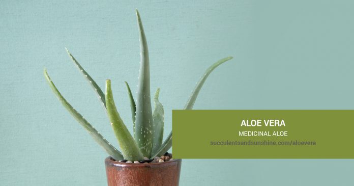 Aloe vera Medicinal Aloe care and propagation information