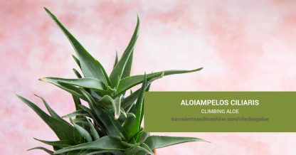 Aloiampelos ciliaris Climbing Aloe care and propagation information