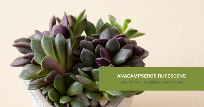 Anacampseros rufescens care and propagation information