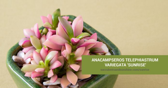 Anacampseros telephiastrum variegata care and propagation information