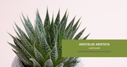 Aristaloe aristata Lace Aloe care and propagation information