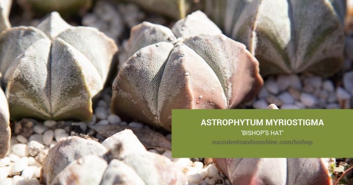 Astrophytum myriostigma 'Bishop's Hat' care and propagation information