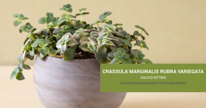 Crassula marginalis rubra variegata Calico Kitten care and propagation information