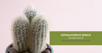 Cephalocereus senilis Old Man Cactus care and propagation information