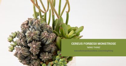 Cereus forbesii monstrose 'Ming Thing' care and propagation information