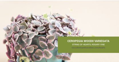 Ceropegia woodii variegata String of Hearts care and propagation information