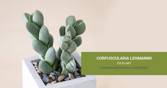 Corpuscularia lehmannii Ice Plant care and propagation information