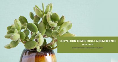 Cotyledon tomentosa ladismithenis care and propagation information