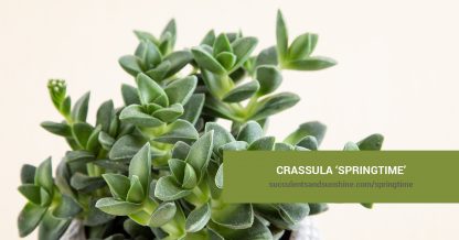 Crassula Springtime care and propagation information