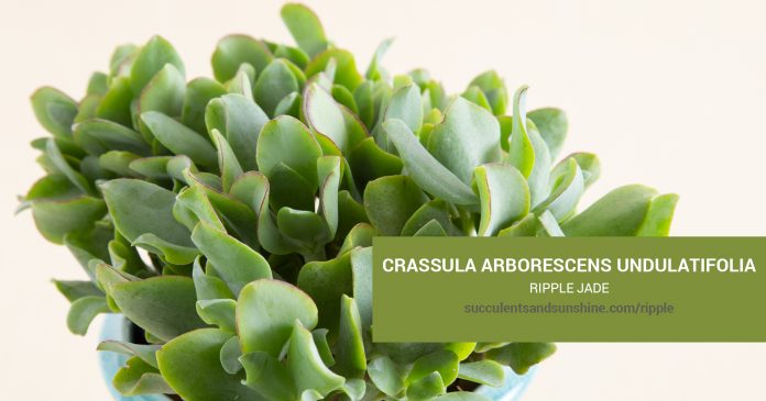 Crassula arborescens undulatifolia Ripple Jade care and propagation information